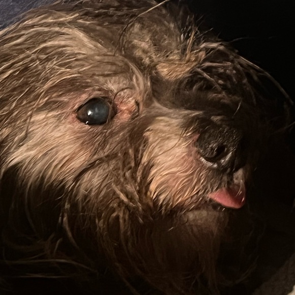 Meet your Posher, Solana - Picture 1 of 1